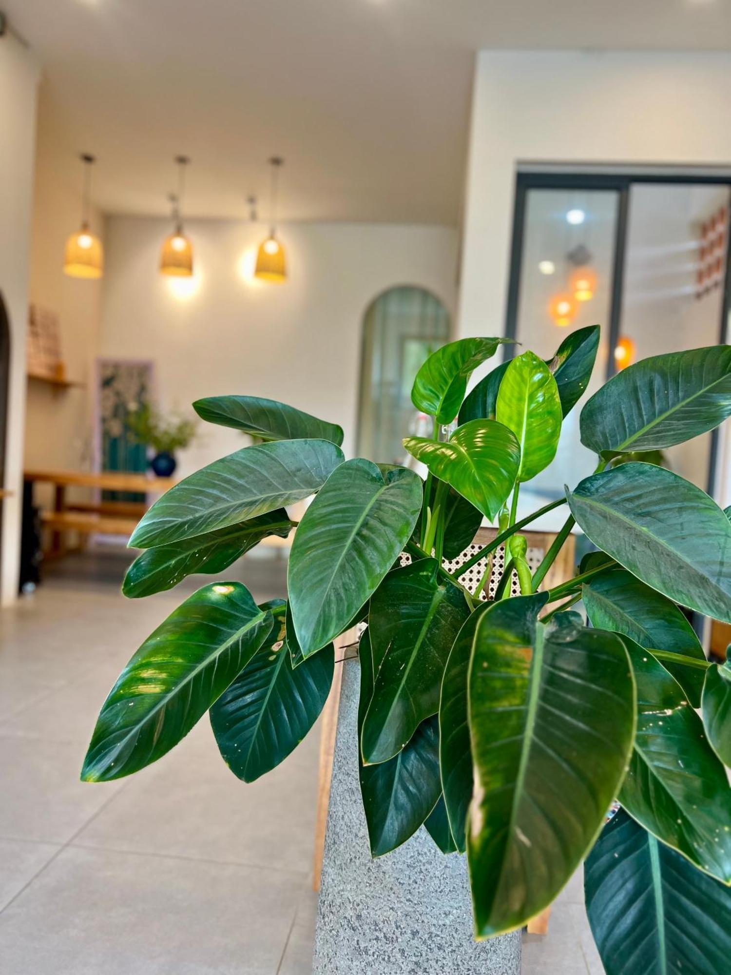 Tan Thanh Hoi An Pinus Boutique酒店 外观 照片