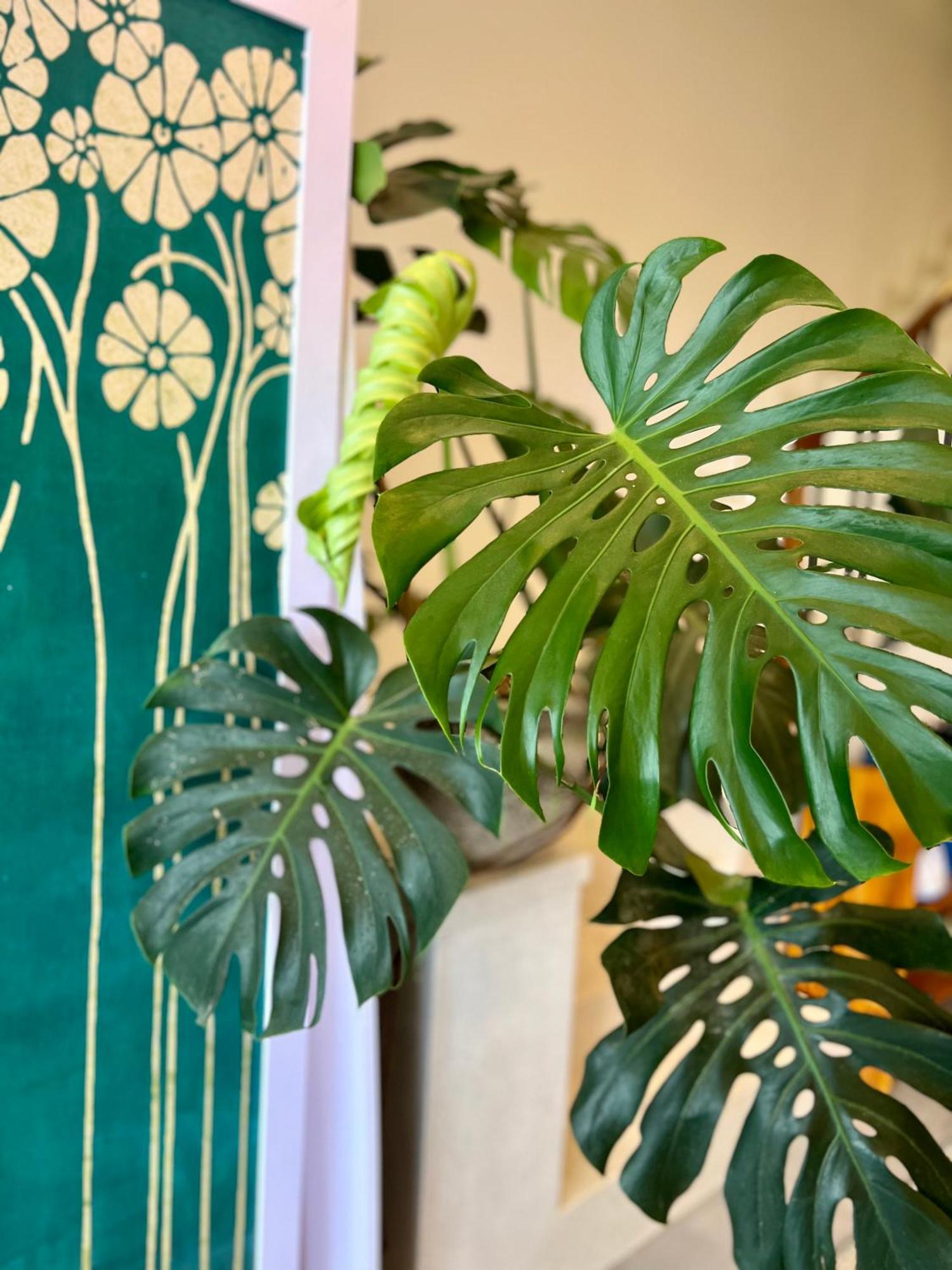 Tan Thanh Hoi An Pinus Boutique酒店 外观 照片